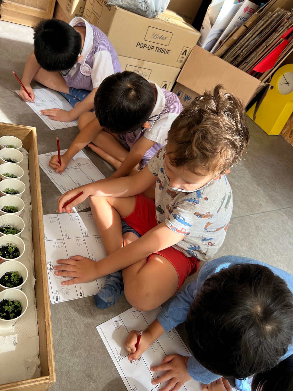 Investigating How Plants Grow π±π - Growing Our Own Vegetables