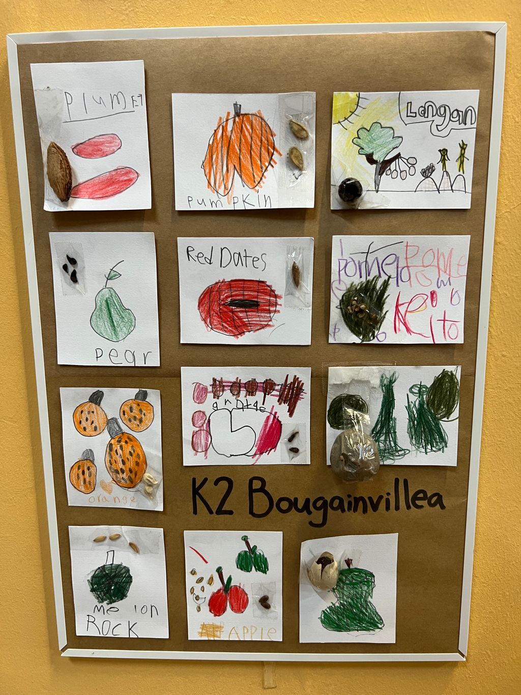 Investigating How Plants Grow π±π - Seed Chart