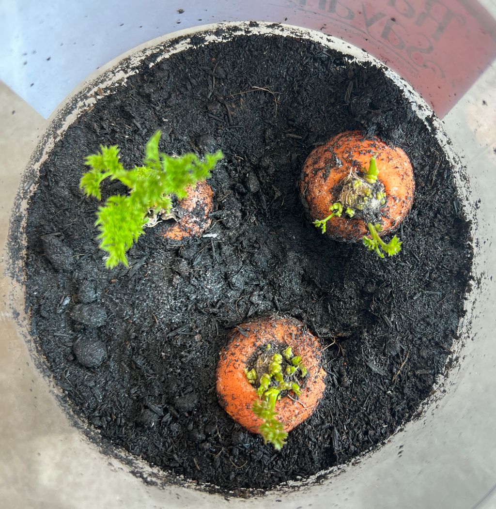 Investigating How Plants Grow π±π - Planting Without Seeds β photo 15