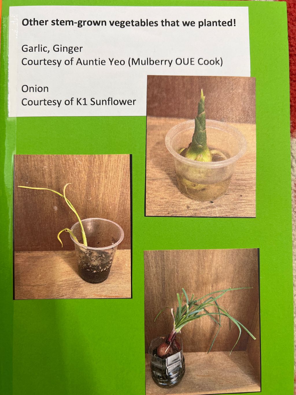 Investigating How Plants Grow π±π - Regrowing Plants From Its Stems