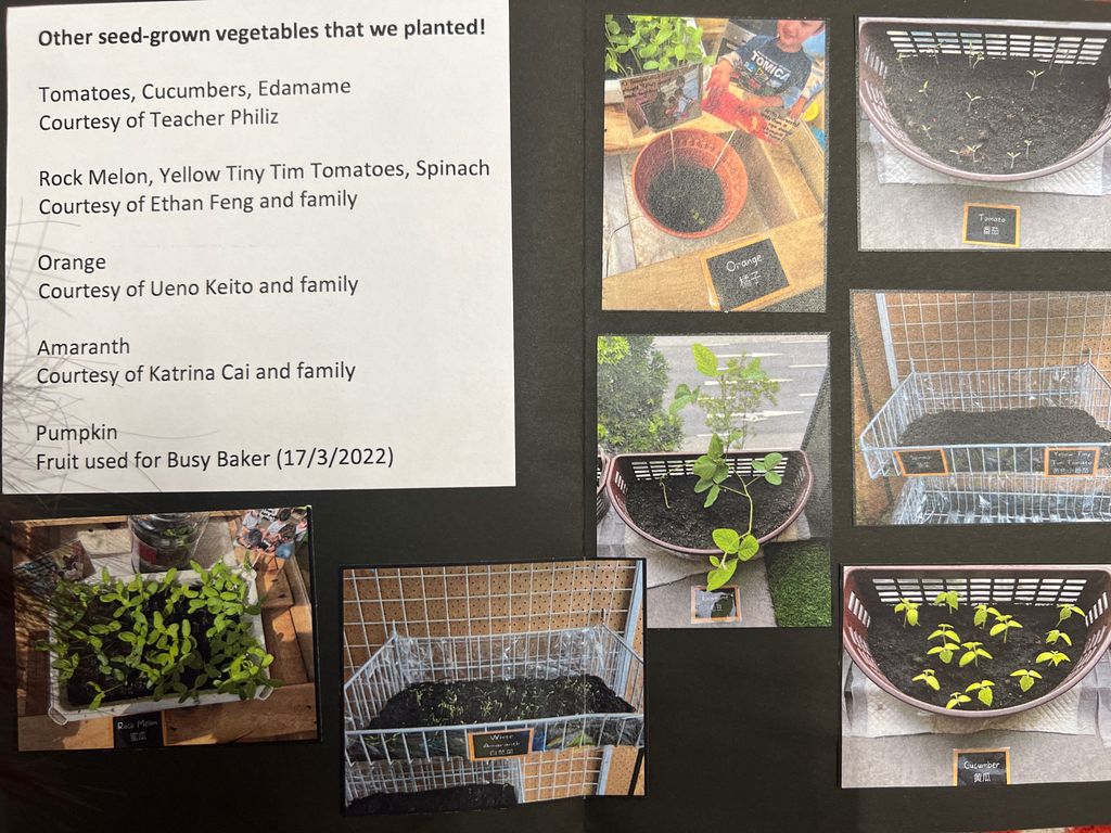 Investigating How Plants Grow π±π - The Plants We Grew