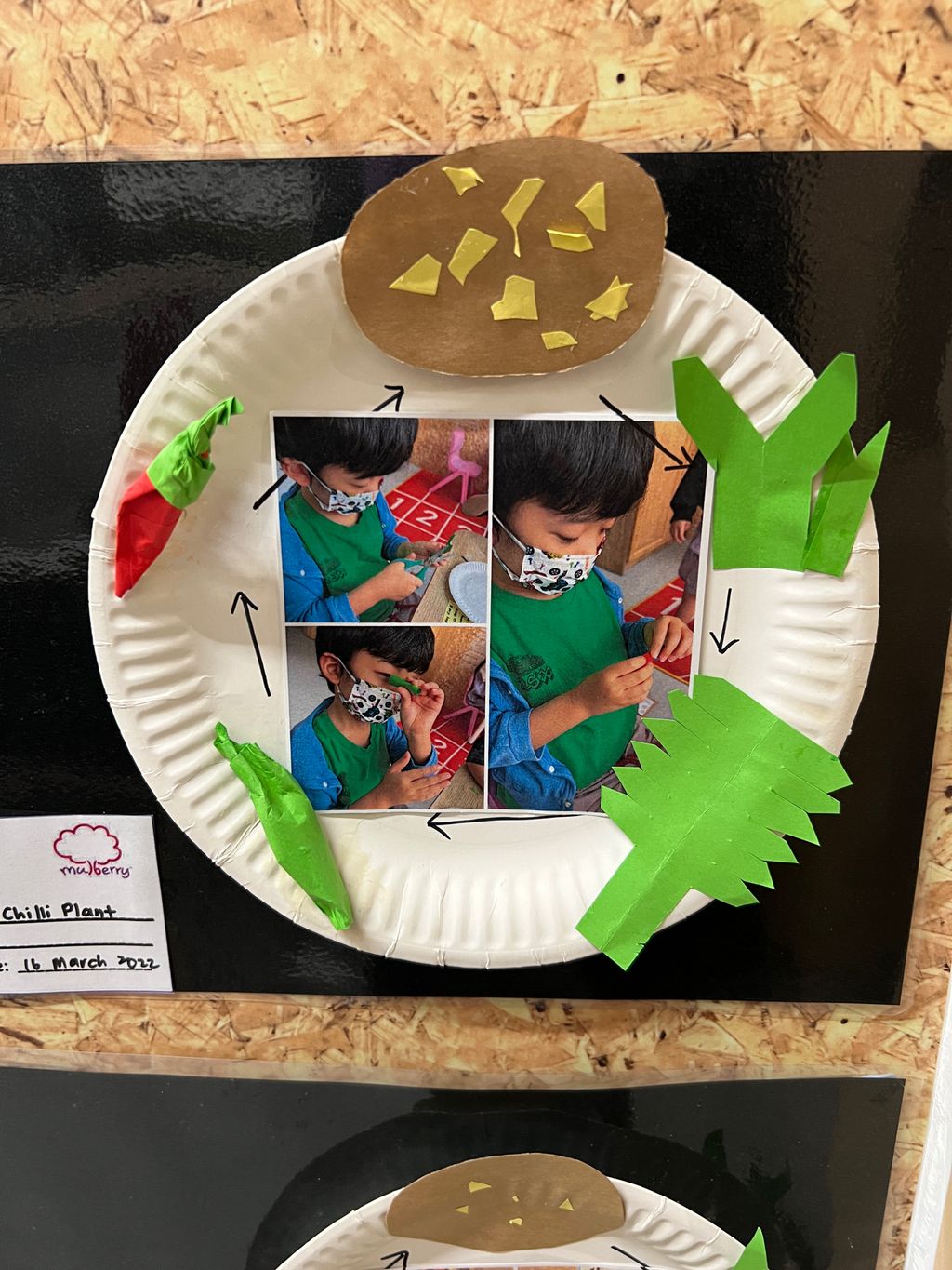 Investigating How Plants Grow 🌱🔎 - Observing The Life Cycles of Our Plants (Chilli Plant)