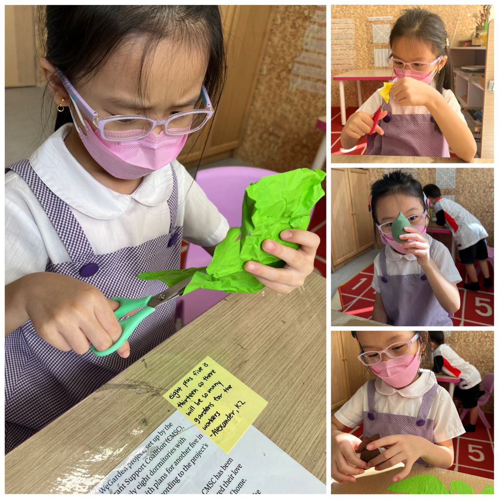 Investigating How Plants Grow π±π - Observing The Life Cycles of Our Plants (Cotton Plant)