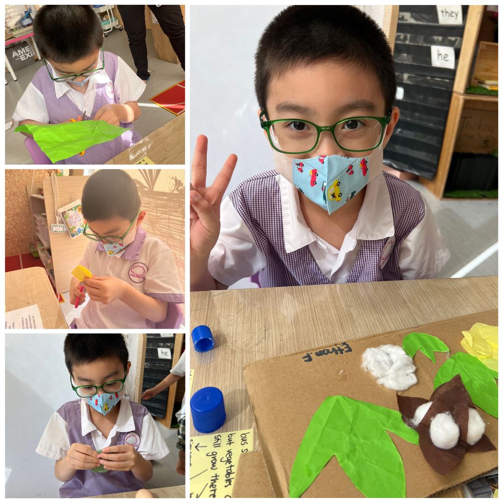 Investigating How Plants Grow π±π - Observing The Life Cycles of Our Plants (Cotton Plant) β photo 2