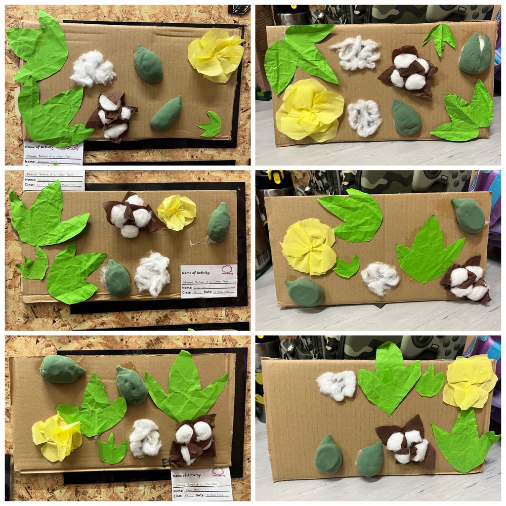 Investigating How Plants Grow π±π - Observing The Life Cycles of Our Plants (Cotton Plant) β photo 12