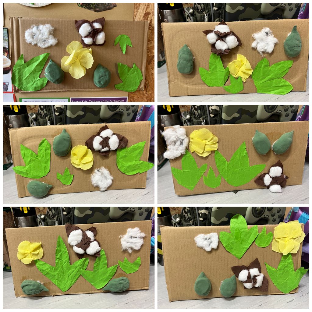 Investigating How Plants Grow π±π - Observing The Life Cycles of Our Plants (Cotton Plant) β photo 13