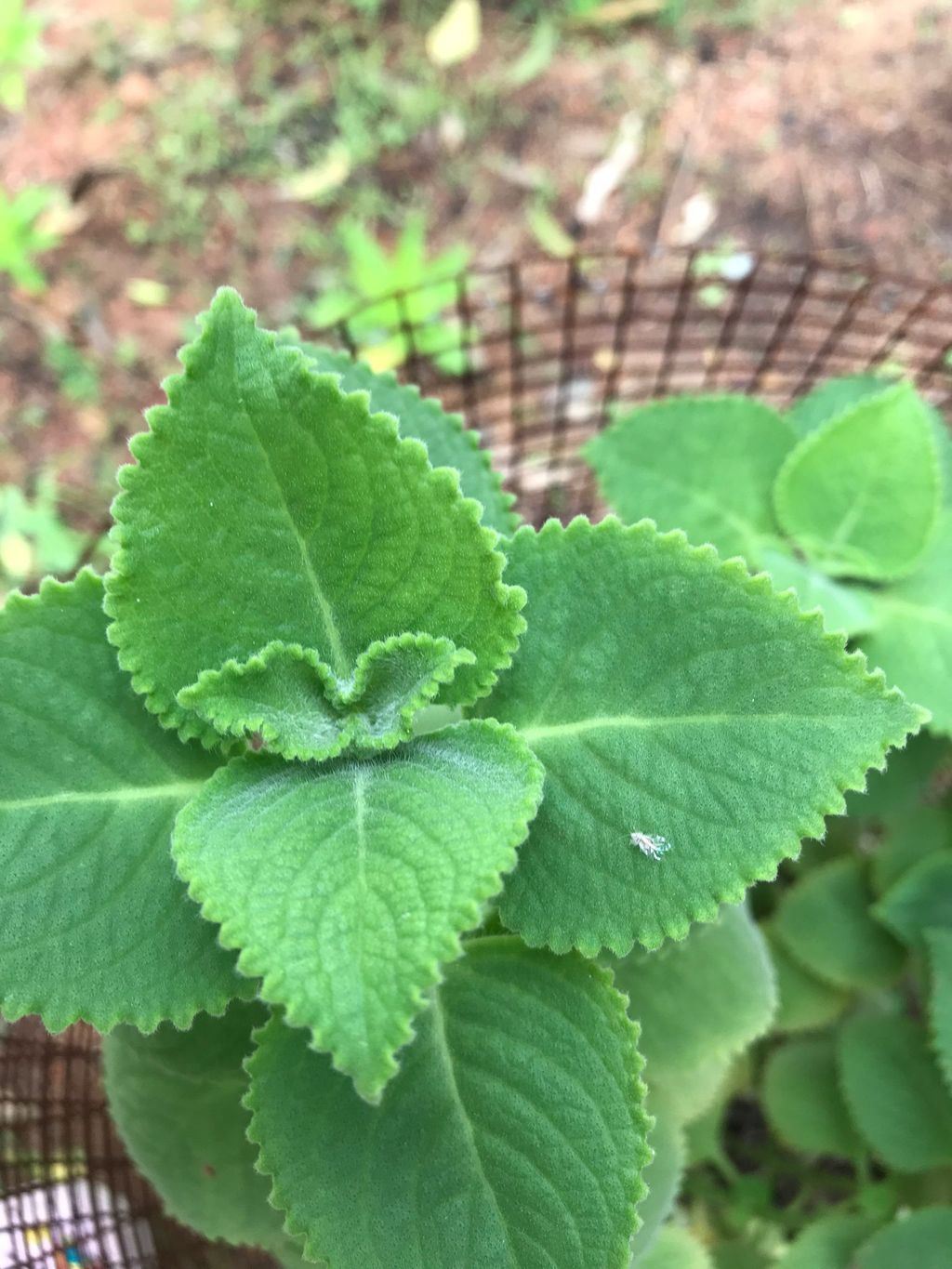 A Garden for Sustainability — photo 9