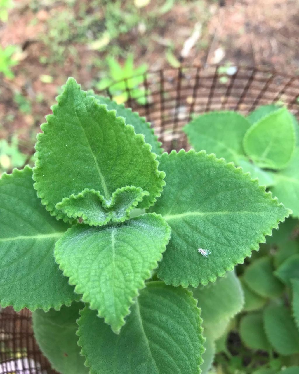 A Garden for Sustainability — photo 15