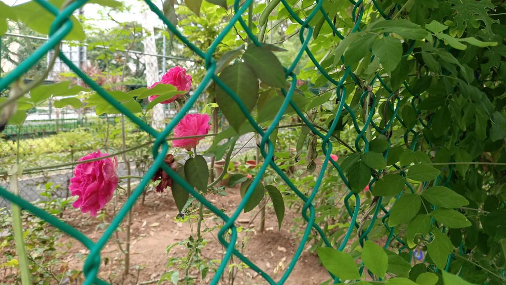 A Garden for Sustainability — photo 2