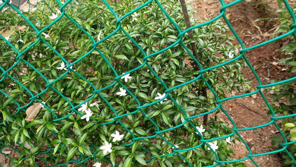 A Garden for Sustainability — photo 3
