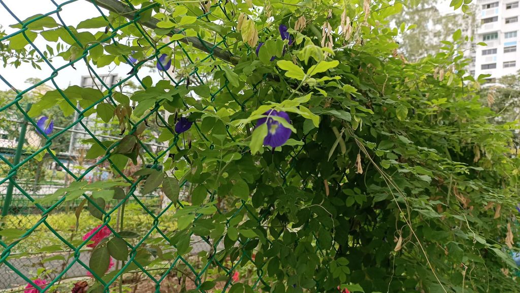 A Garden for Sustainability — photo 5