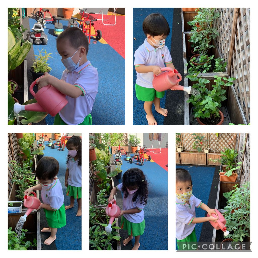 Caring for the Plants