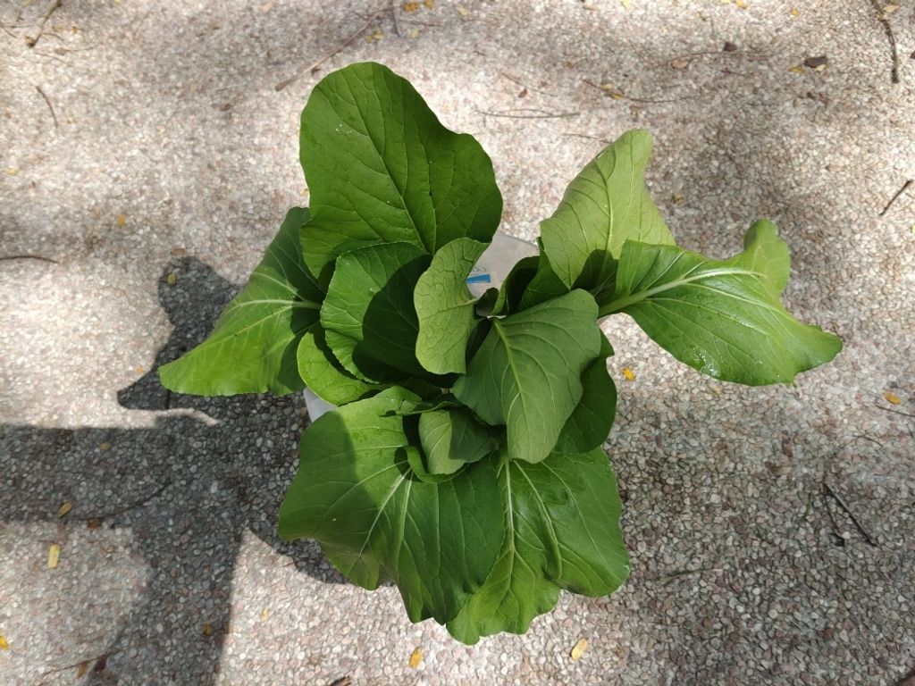 A Taste of My Sweet Harvest — photo 3