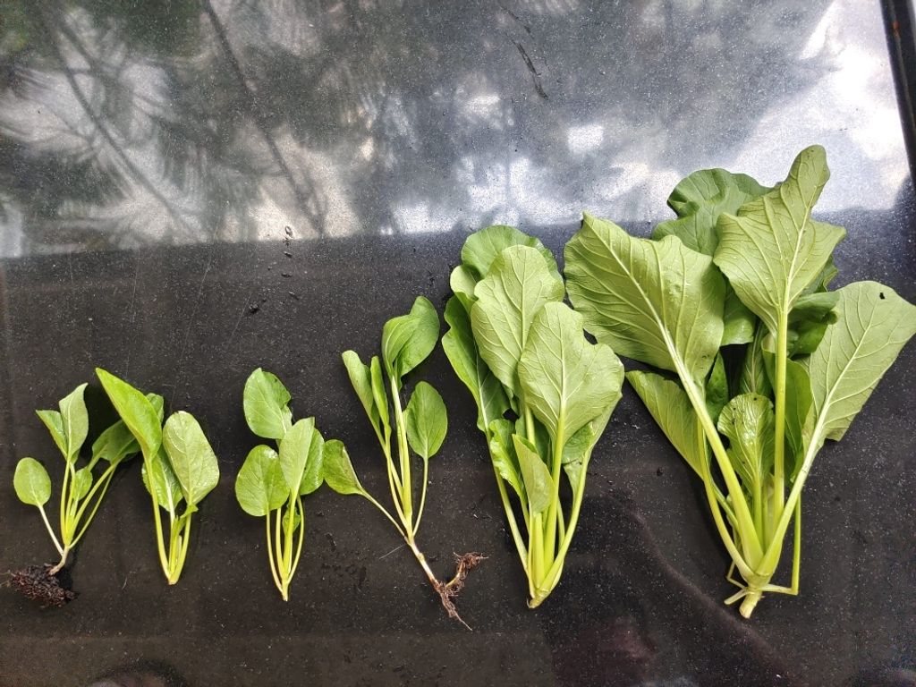 A Taste of My Sweet Harvest — photo 7