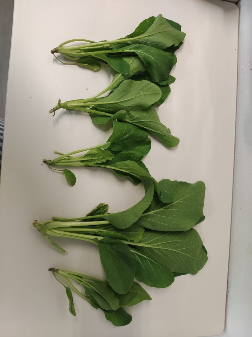 A Taste of My Sweet Harvest — photo 9