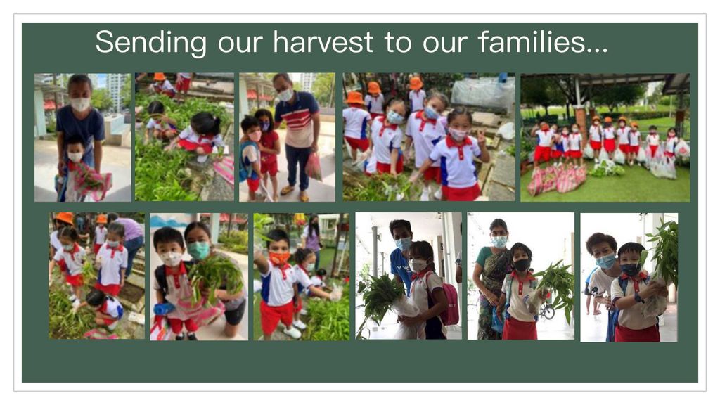 Sharing our harvest to your home in collaboration with Sparkle Care — photo 9