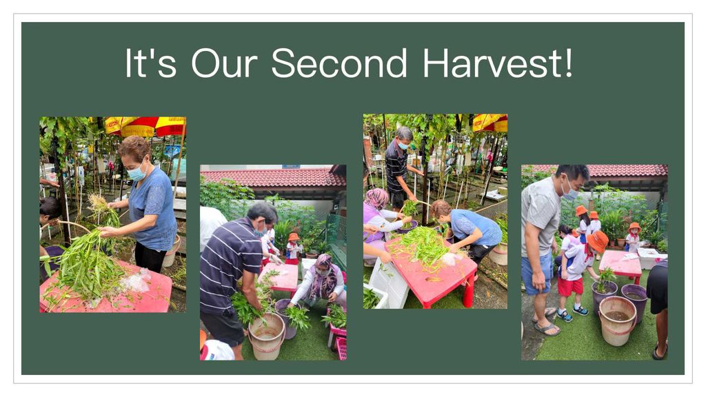 Sharing our harvest to your home in collaboration with Sparkle Care — photo 12