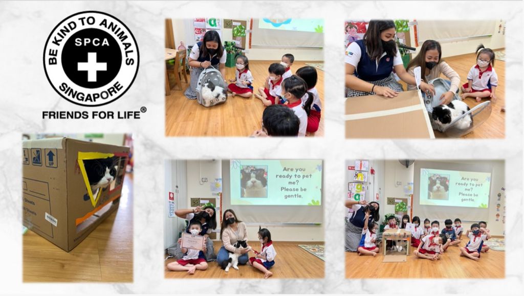 SSDB Project: SPCA - Pet Cat