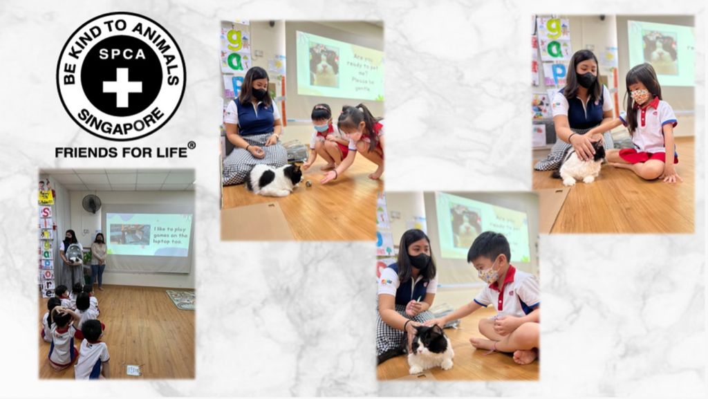 SSDB Project: SPCA - Pet Cat — photo 2