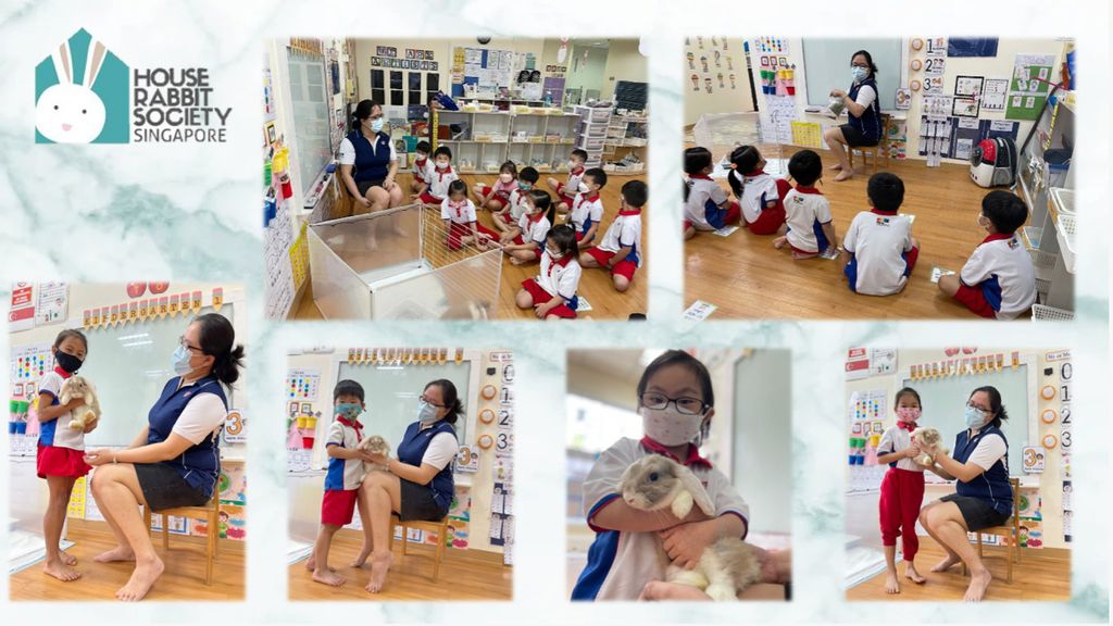 SSDB Project: House Rabbit Society Singapore (HRSS)
