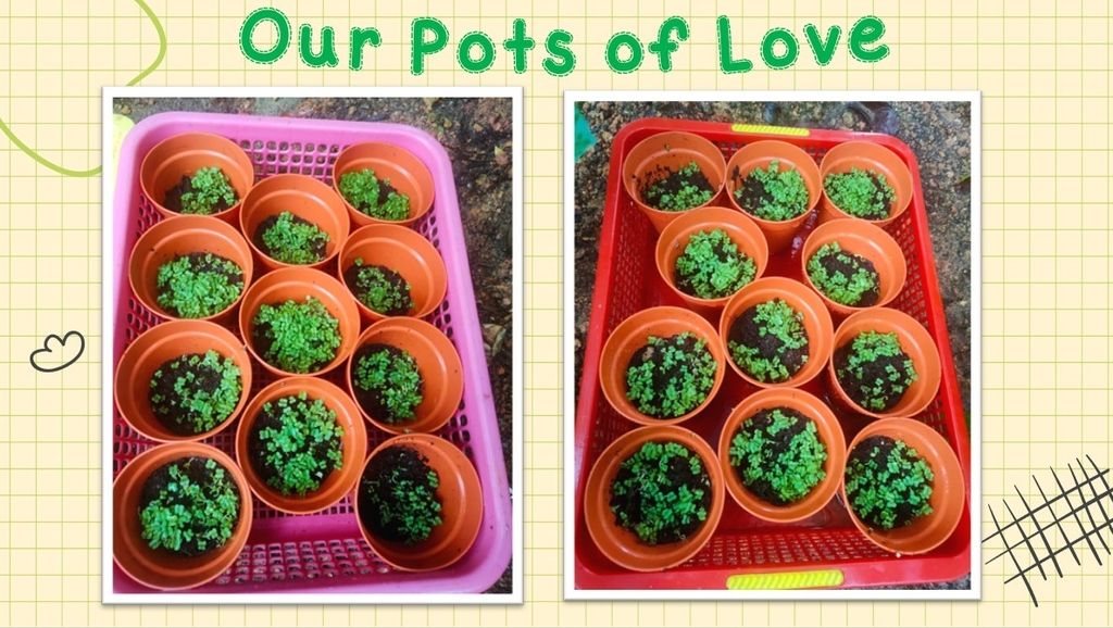 Pots of Love — photo 1