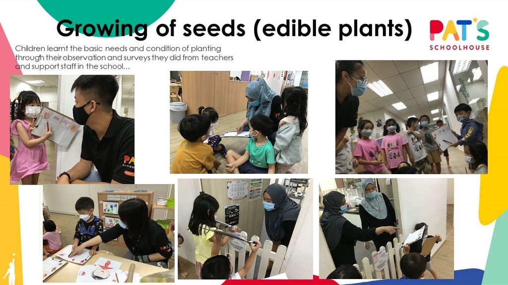 Blooming Garden - Growing of Seeds (edible plants)