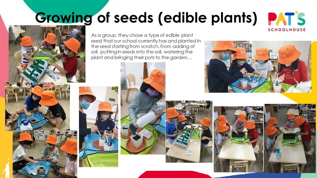 Blooming Garden - Growing of Seeds (edible plants) — photo 2