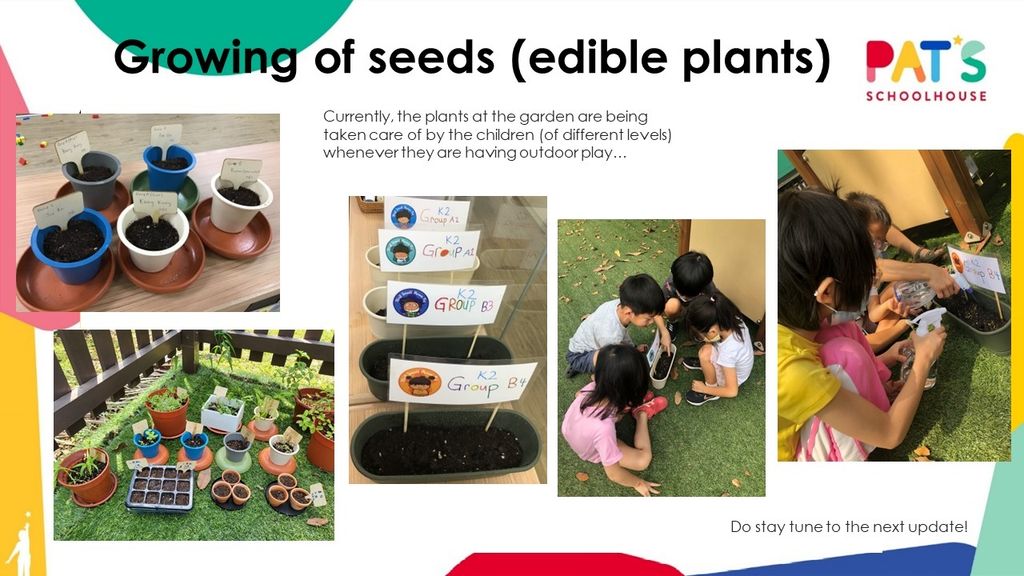 Blooming Garden - Growing of Seeds (edible plants) — photo 3