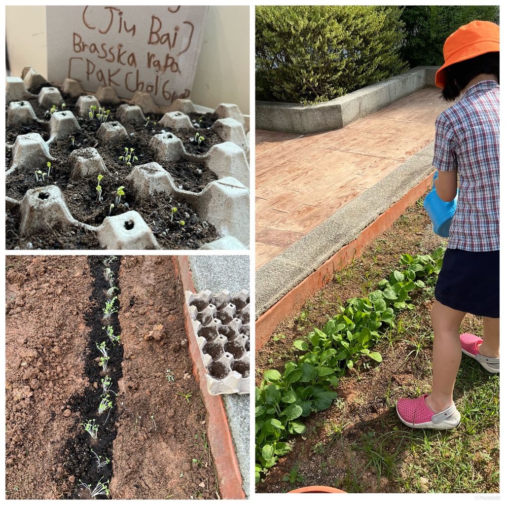 How Gardening helps our Kindergarten 1 children