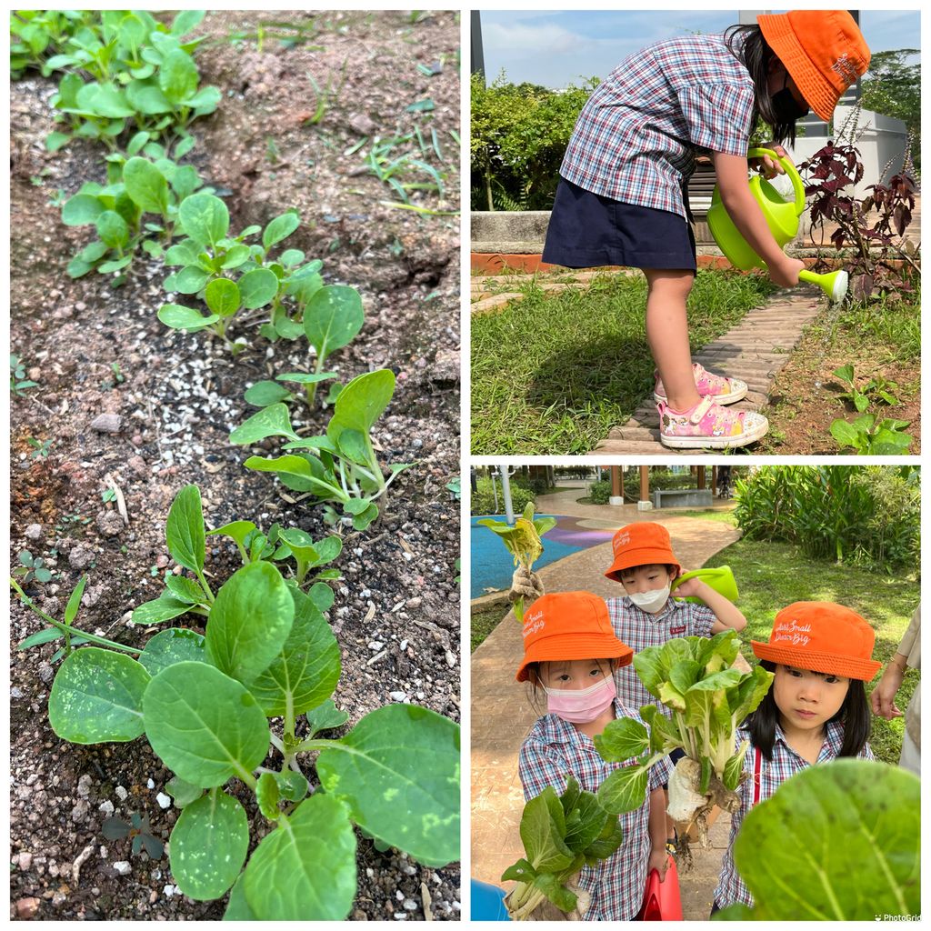 How Gardening helps our Kindergarten 1 children — photo 1
