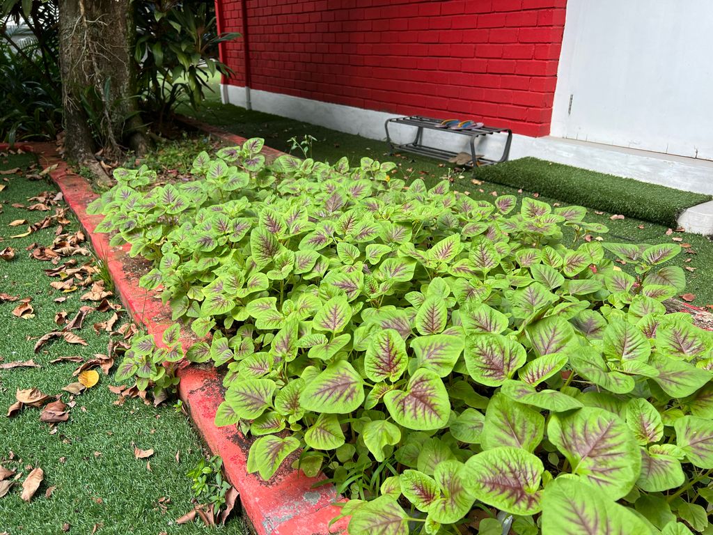 Plant With Me! — photo 4