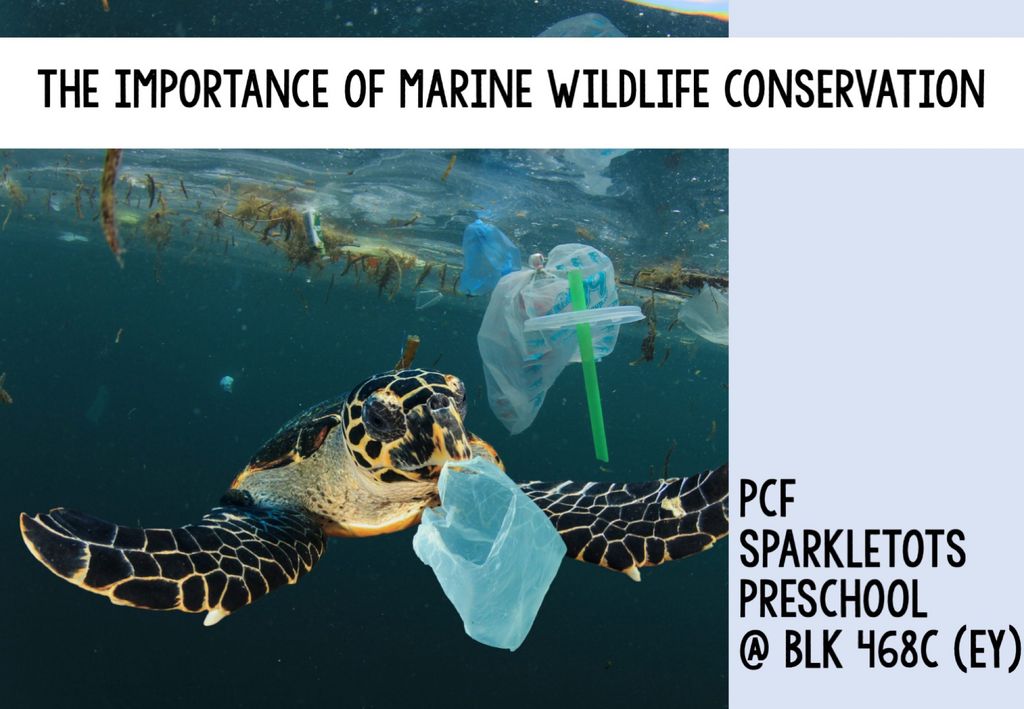 The Importance of Marine Wildlife Conservation 🐳🪸
