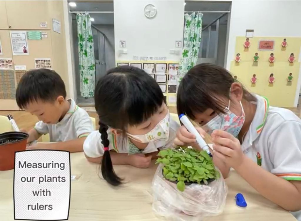 Wrapping up SSDB Project- Growing Bayam (Home School Partnership Project) — photo 2
