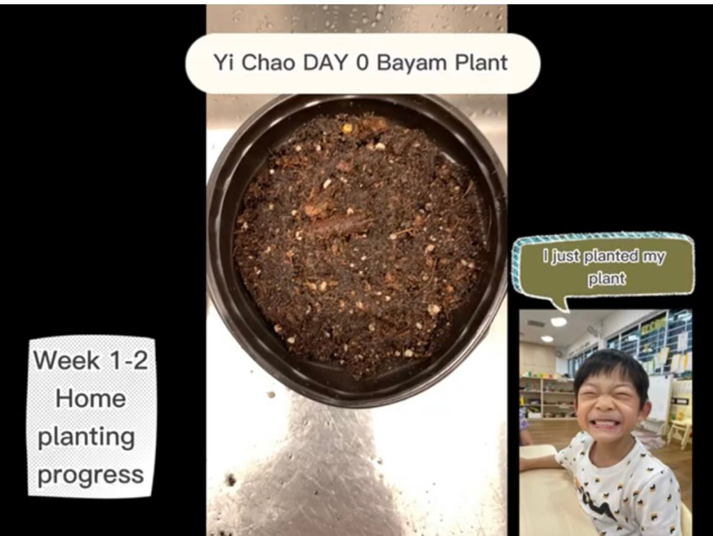 Wrapping up SSDB Project- Growing Bayam (Home School Partnership Project) — photo 3