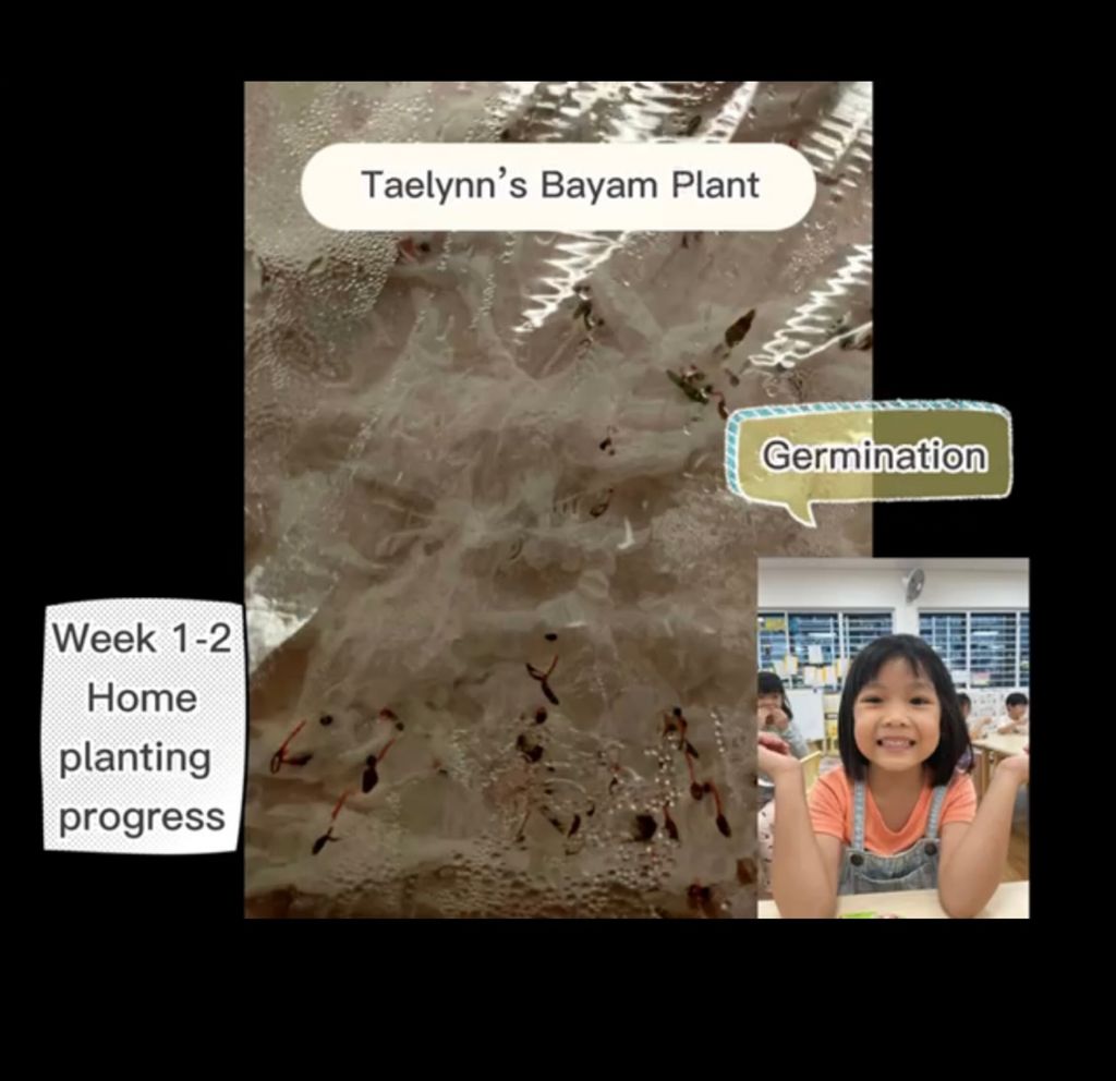 Wrapping up SSDB Project- Growing Bayam (Home School Partnership Project) — photo 4