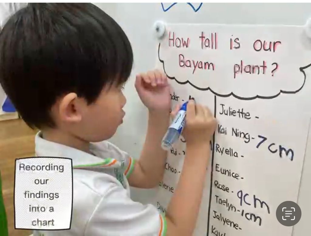 Wrapping up SSDB Project- Growing Bayam (Home School Partnership Project) — photo 6