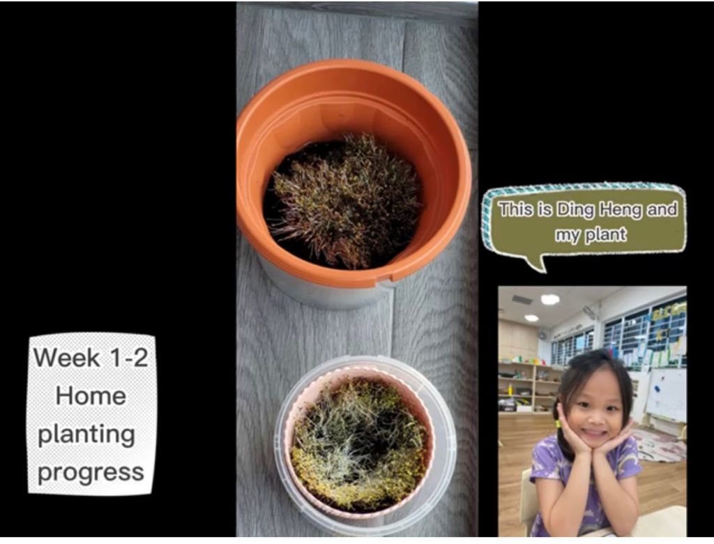 Wrapping up SSDB Project- Growing Bayam (Home School Partnership Project) — photo 7