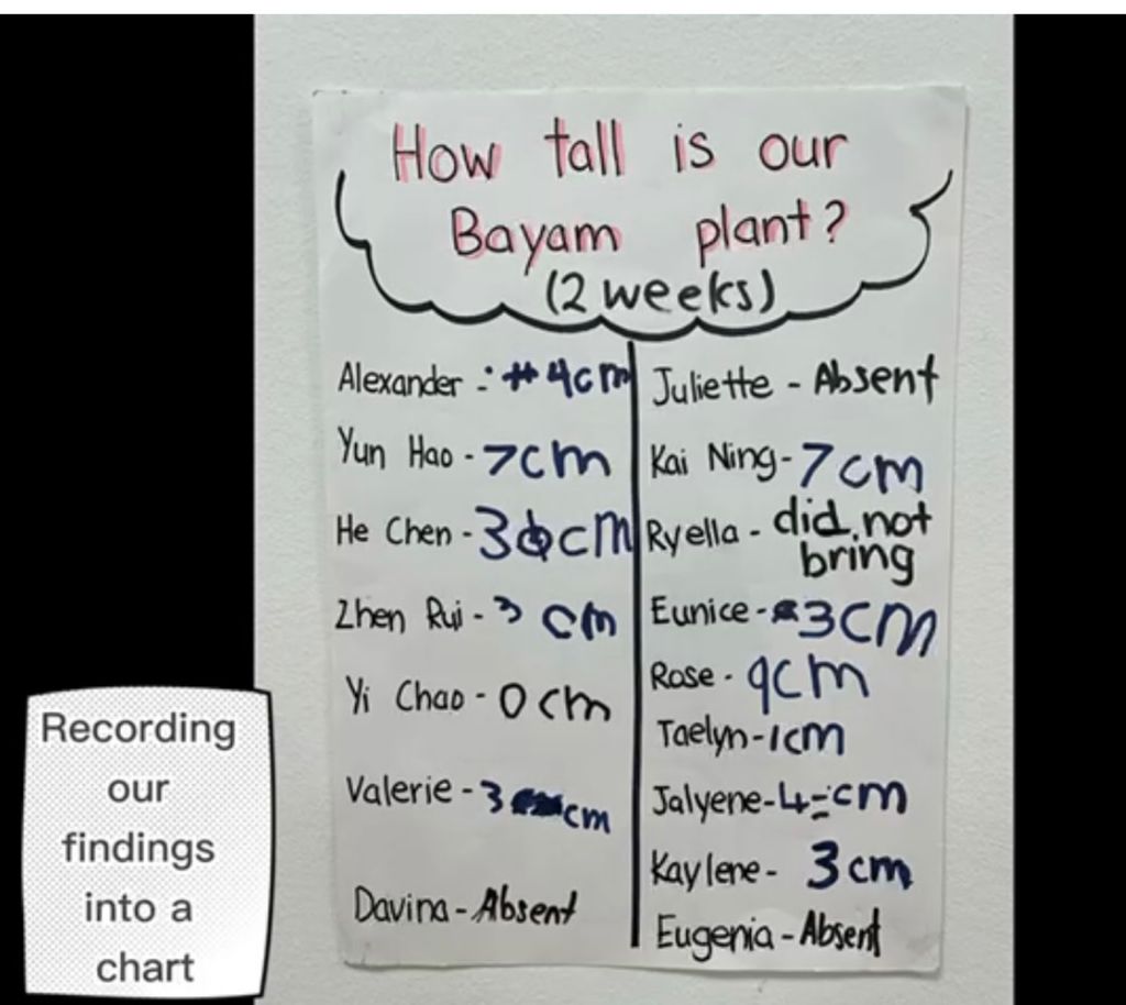 Wrapping up SSDB Project- Growing Bayam (Home School Partnership Project) — photo 8