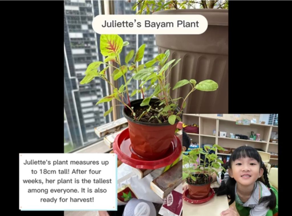 Wrapping up SSDB Project- Growing Bayam (Home School Partnership Project) — photo 9