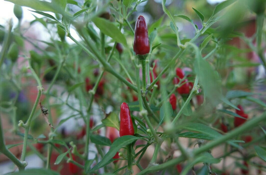 Garden Safari @ Kidz Meadow Kindergarten Pasir Ris — photo 1