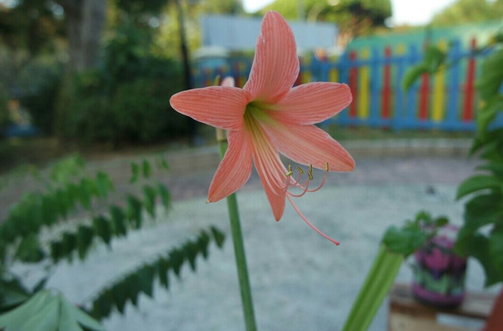 Garden Safari @ Kidz Meadow Kindergarten Pasir Ris — photo 2