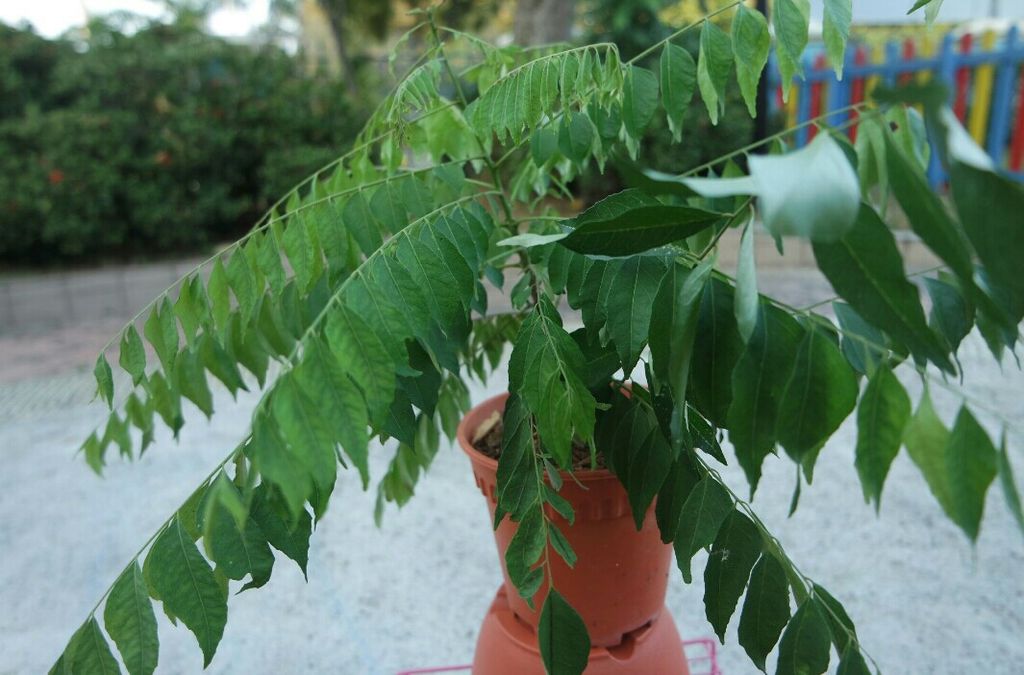 Garden Safari @ Kidz Meadow Kindergarten Pasir Ris — photo 3