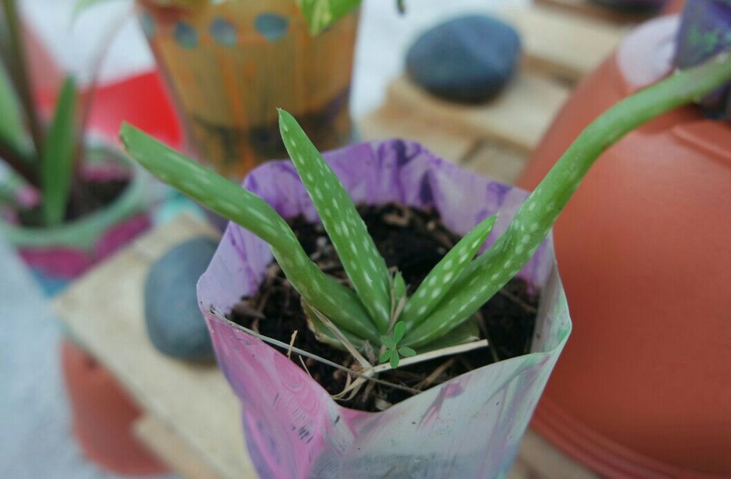 Garden Safari @ Kidz Meadow Kindergarten Pasir Ris — photo 4