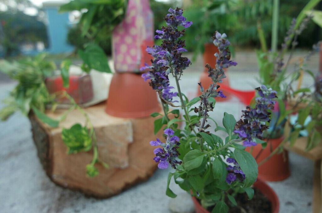 Garden Safari @ Kidz Meadow Kindergarten Pasir Ris — photo 5