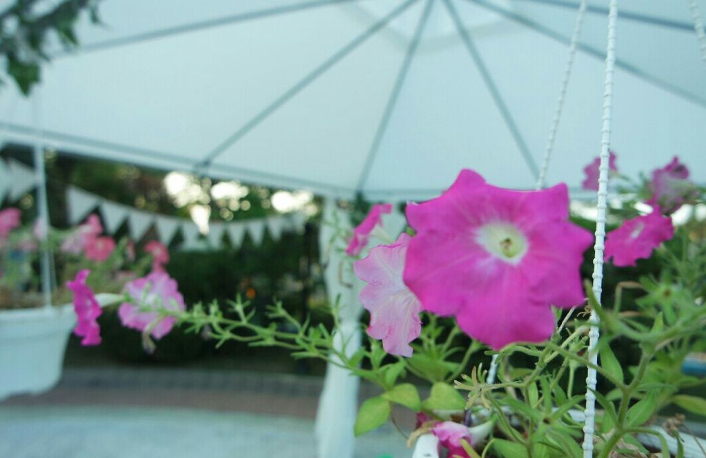 Garden Safari @ Kidz Meadow Kindergarten Pasir Ris — photo 6