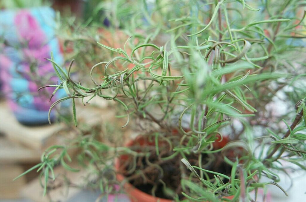 Garden Safari @ Kidz Meadow Kindergarten Pasir Ris — photo 7