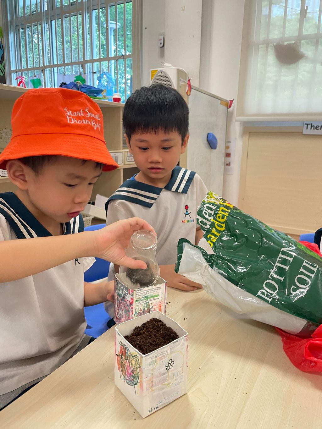 Bayam planting