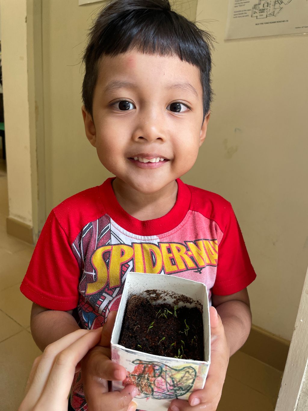 Grow our little Bayam — photo 2