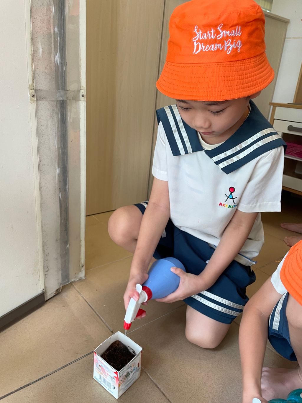Grow our little Bayam — photo 4
