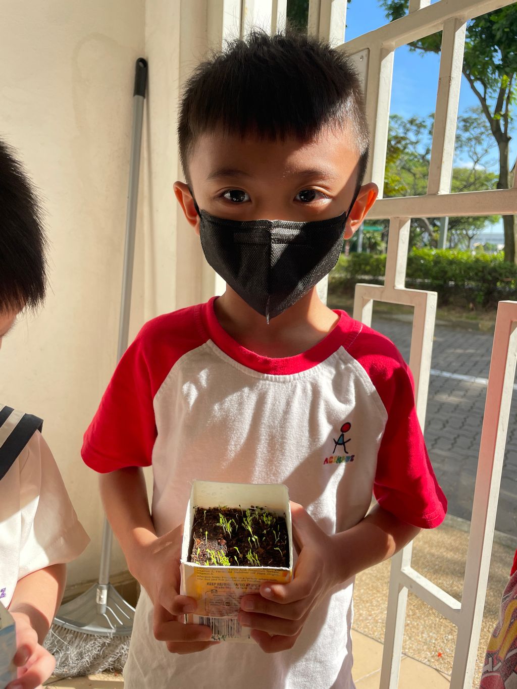 Grow our little Bayam — photo 8